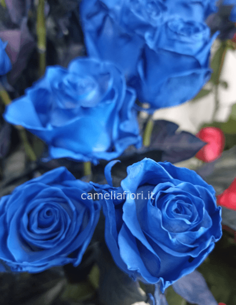 Rose blu