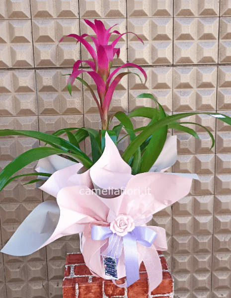 Guzmania big