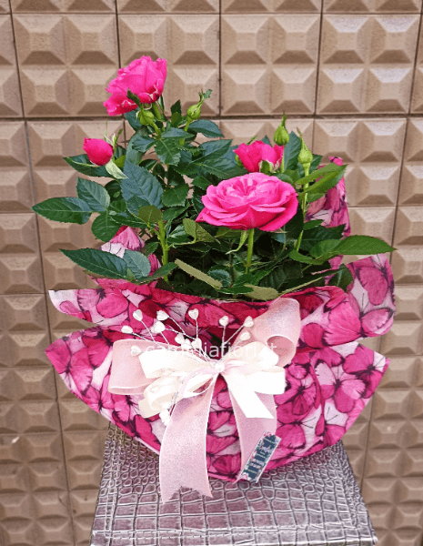 Pianta Roselline grande