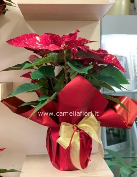 Stella di Natale Piccola